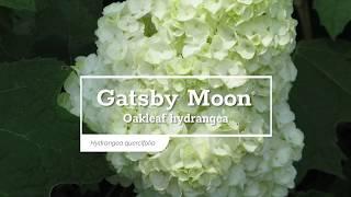 30 Seconds with Gatsby Moon® Oakleaf Hydrangea