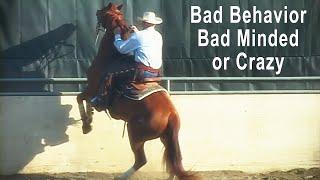 Horse Training Problems... Bad Behavior vs Bad Minded vs Screwy - Bucking, Rearing, Spooking