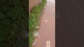 오른쪽으로 누워자면 큰일나는 이유3가지!#건강정보#생활속지혜#바른자세