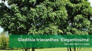 Gleditsia triacanthos 'Elegantissima'   - Van den Berk on Trees