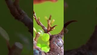 Bonsai Branch Pruning #bonsaiandall #timelapse #shortsvideo #bonsaisoil #bonsaitree