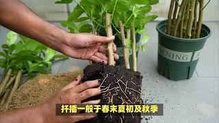 伞型小叶榕的详细介绍：伞型小叶除了观赏价值还有哪些价值