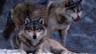 Gray wolf - Timber Wolf - True Wolf - Western Wolf