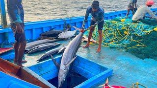 6 வது நாள் ஆழ்கடலில் பிடித்த பெரிய மயில், கேரை மீன்களை பாருங்க