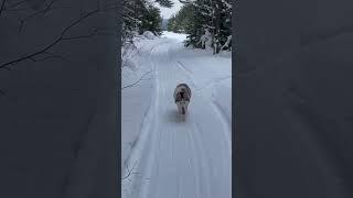 Хаски. В лесу зимой