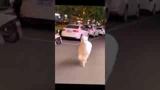 Alpaca runs through the street #zoobox #funny #nonsense #alpaca