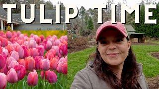 Spring Is Going to Be Stunning!  Planting 700 Tulips in the Backyard