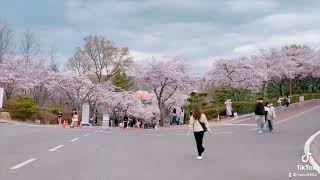 [계명대학교 외국인 유학생 동영상 콘텐츠 대회] 봄봄 - 유학생 눈에 보이는 계명의 봄