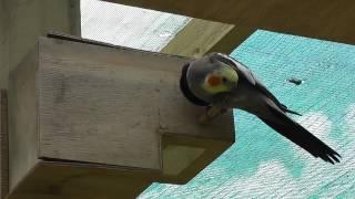 Cockatiel Singing to Turquoisine in nesting box @ The Pheasantasiam