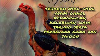 Asal-usul ayam ganoi,Ciri-ciri,kelebihan dan kekurangannya serta perbedaan dengan ayam saigon