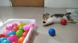 kucing lucu mandi bola 