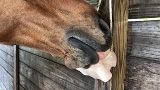 Horse Licking Salt Block