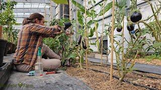 Nutrient Farm Scenery #30 - Organic Eggplant pruning