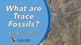 What are Trace Fossils? | A New Way to Museum