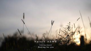 The sound of crickets, insects, and healing ASMR at sunset for a relaxing mind.