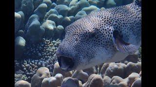 Riesenkugelfisch mit Putzerfischen. Starry Toadfish. Arothron stellatus.