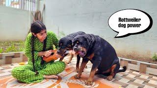 My dog's are trying to irritat anshu || the rott best video | funny dog video #dog #video #trending