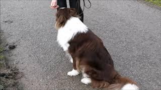 Merlin - Leinenführung BorderCollie