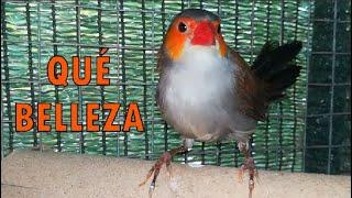 LA BELLEZA DE LA ESTRILDA MELPODA Características y reproducción de estrildas