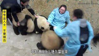 A melee between pandas & nannies (nanny Mei)人熊大战, 梅奶妈一战成名的名场面