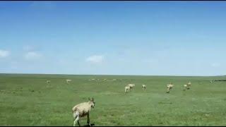 Qinghai Lake, an inspiring story of bio-conservation | Stories shared by Xi Jinping