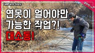 마지막 한파가 끝나기 전에 이건 꼭 해야합니다 #첼리팜스토리