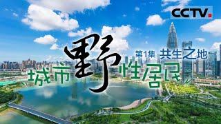 《城市野性居民》 共生之地：深圳城市化浪潮中的动物生存记 EP01【CCTV纪录】