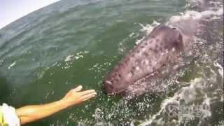 Incredible Whale Encounter - Mother Gray Whale Lifts Her Calf Out of the Water! [HD]