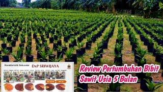 Review Bibit Kelapa Sawit Umur 5 Bulan