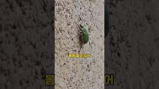 초록풍뎅이 발견