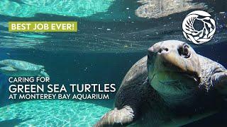 Caring for green sea turtles at the Monterey Bay Aquarium | Best Job Ever!