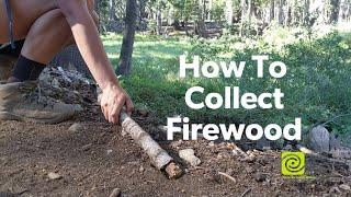 How To Collect Firewood