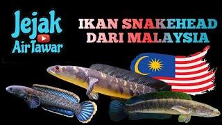 Keluarga ikan haruan dan toman asli di Malaysia (Malaysian snakeheads)