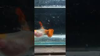 Ss Koi Glasbelly Short Body #viral #fyp #ikanguppy #ikanguppyindonesia #ternakguppy #peternakguppy