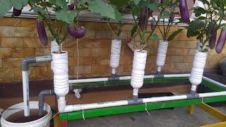 Growing Eggplant with the Ebb & Flow Hydroponic System using plastic bottles