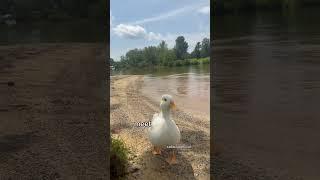 My ducks ￼picnic was ruined.￼