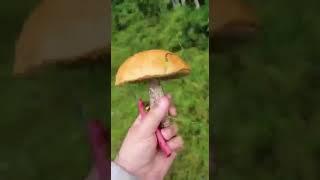 08  Грибы в лесу360P456252431