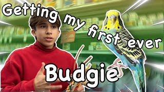 GETTING A PARAKEET for the first time! budgie VLOG!