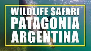 Argentina Patagonia Wildlife Safari