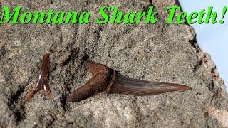 Shark Teeth in Montana! Hunting for Amazing Cretaceous Western Interior Seaway Shark Teeth!