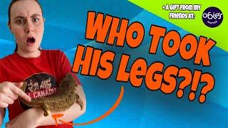 My Bearded Dragon has NO Legs! | The Tale of Pirate Pete + HUGE Obie's Worm Unboxing!
