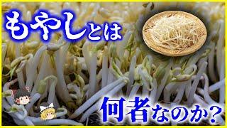 【ゆっくり解説】何故いつも安い…？物価の優等生「もやし」とは何者なのか？を解説/もやしはどうやって生産される？世界におけるもやしの消費事情