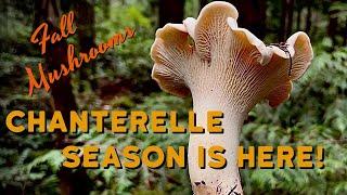 Fall Mushroom Foraging - White Chanterelles & Pacific Golden Chanterelles in Full Swing in PNW!