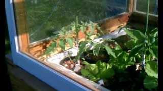 aquaponic update 5/2/12