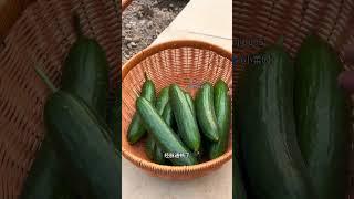 很爱我普通的种菜生活，简简单单，快快乐乐，挺好#蔬菜种植 #我的小菜园