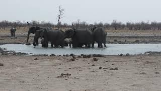 30092024 Hwange NP Salt pan elephants done