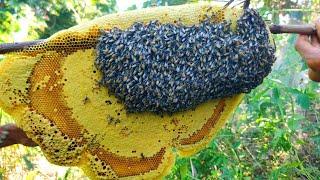 Beehive in the forest are really big, Natural bees really big.