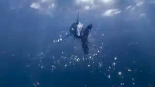 Seaworld Orlando Mako Commercial