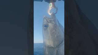 БАРРАКУДА! Самая большая в моей жизни #рыбалка2025 #fishing #fish #рыбалка #seychelles