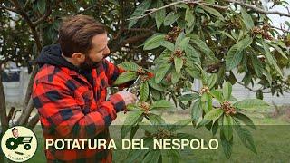 La POTATURA del NESPOLO GIAPPONESE - Il contadino Nick